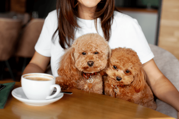 Things To Do Dog Friendly Restaurants